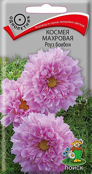 Космея махровая Роуз бонбон, семена Поиск 0,1г 25083